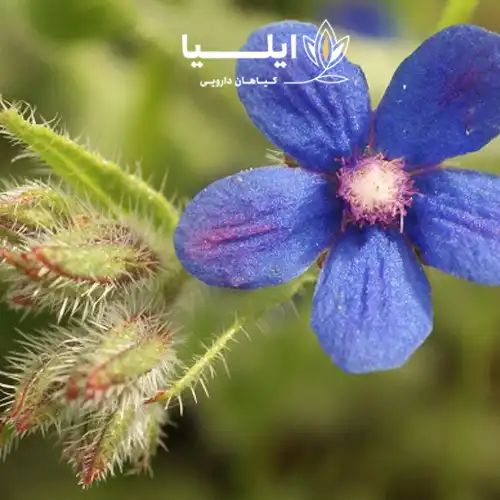 گیاه گل گاو زبان 00