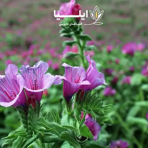 گیاه گل گاو زبان 01