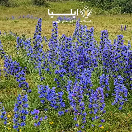 گیاه گل گاو زبان 02