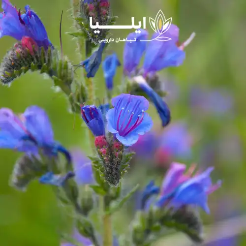گیاه گل گاو زبان 05